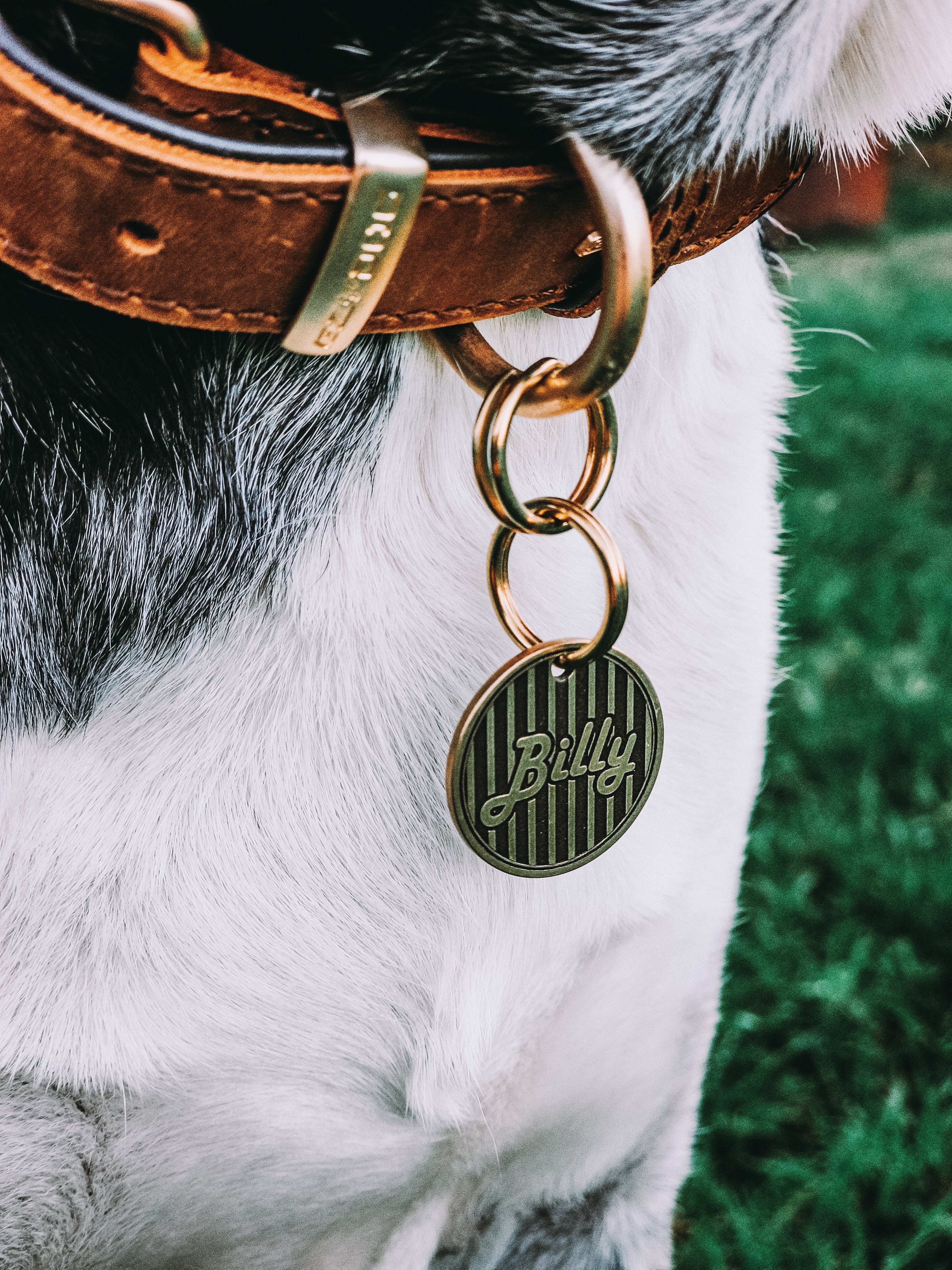 The Dapper One Pet Tag