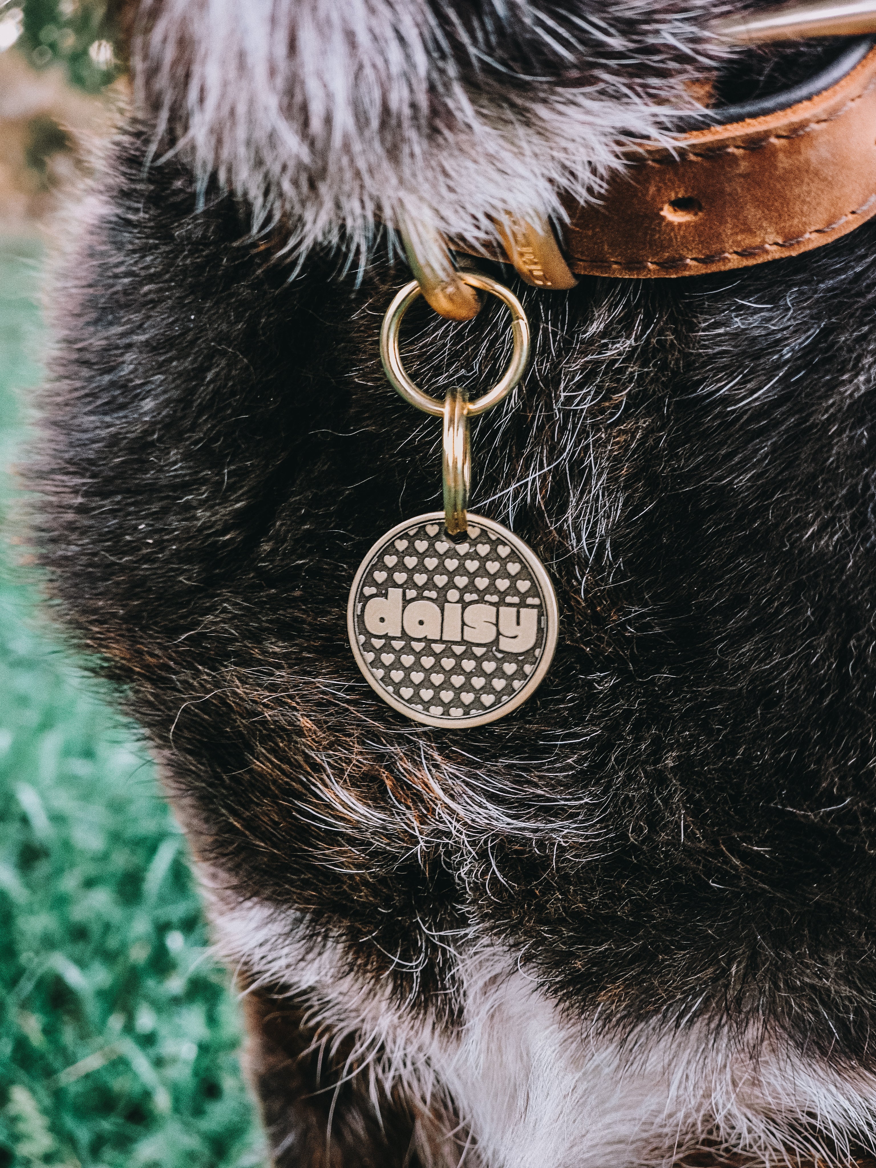 The Lovebug Pet Tag